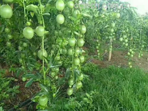 黄金百香果不同成熟阶段对比图