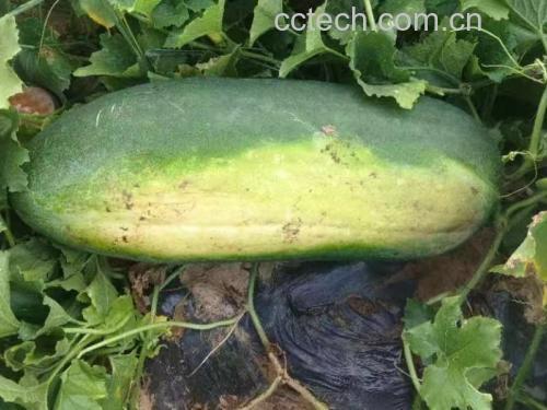 冬瓜与柠檬食材对比图