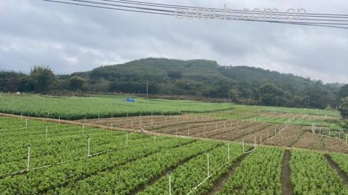 枸杞子小尖椒田间生长实景
