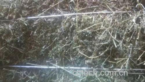 川贝母与浙贝母实物对照图