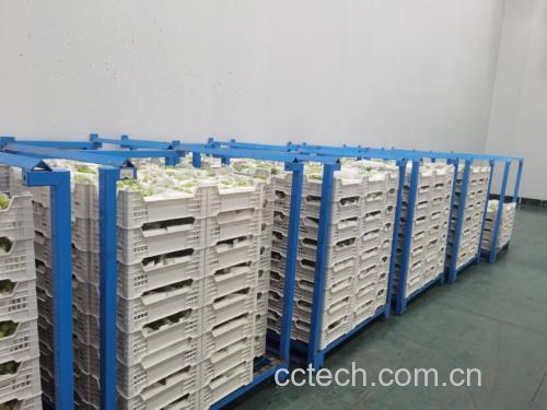 阳光玫瑰葡萄清洗过程
