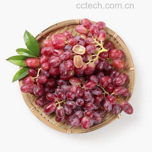 青提清洗与晾干过程
