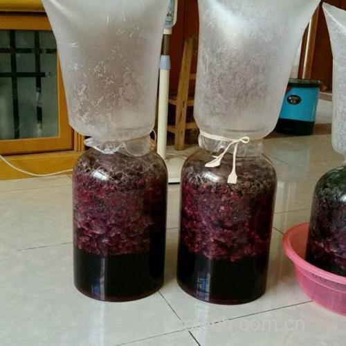 青提入罐与酵母添加操作