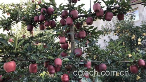 甘肃天水花牛苹果果园实景图