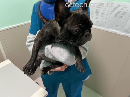 兽医正在为一只宠物狗做血液检查