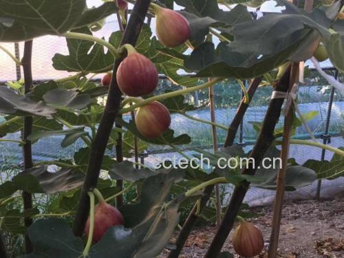 切开的无籽红提果肉结构图