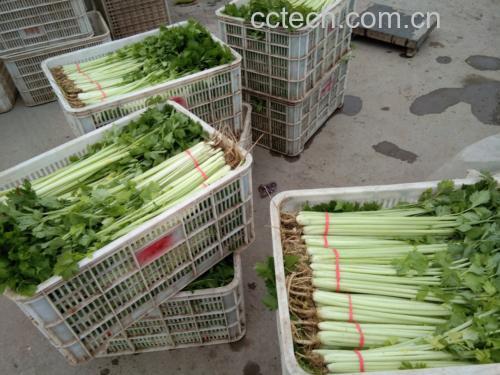 香芹的正确保存方法示意图