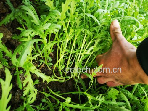 小叶茼蒿植株特写