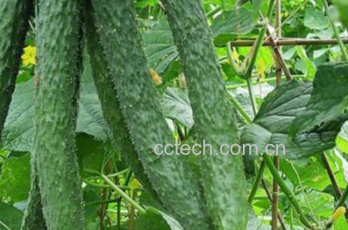 旱黄瓜种植现场