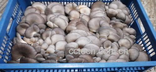 平菇烹饪过程图
