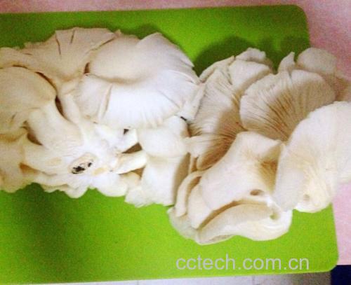 平菇多种做法拼图