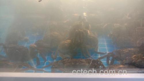 水煮梭子蟹炖煮过程图示