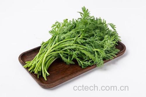 茼蒿食材特写