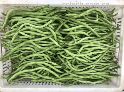 蒜蓉无筋豆成品展示