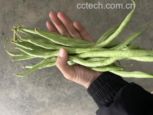 炖无筋豆食材展示