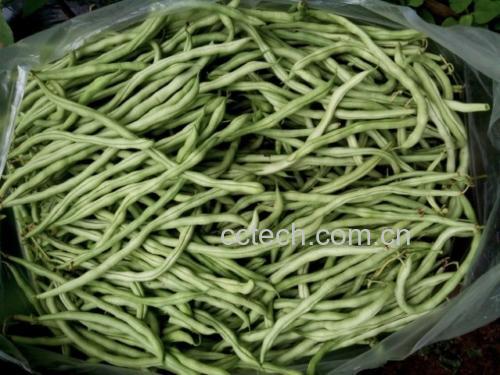 无筋豆特写