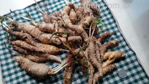 女性不同阶段补气食材选择建议