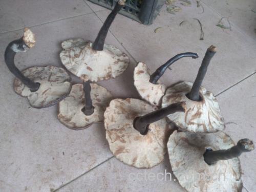 无柄黑灵芝泡水饮用示意图