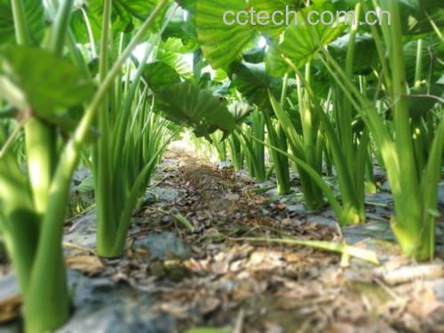 农田中生长的香芋南瓜植株特写