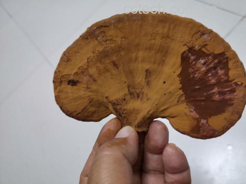 灵芝切片质量评估标准图解