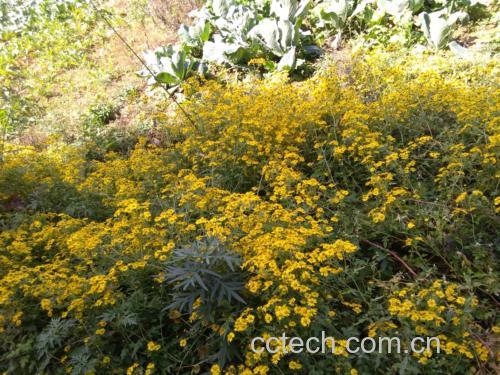 野菊花茶冲泡场景