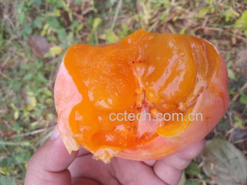 软磨盘柿子特写