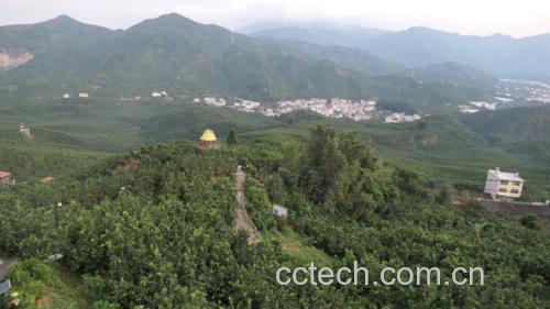 琯溪蜜柚果园实景