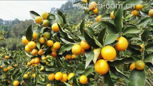 金桔植株与果实特写