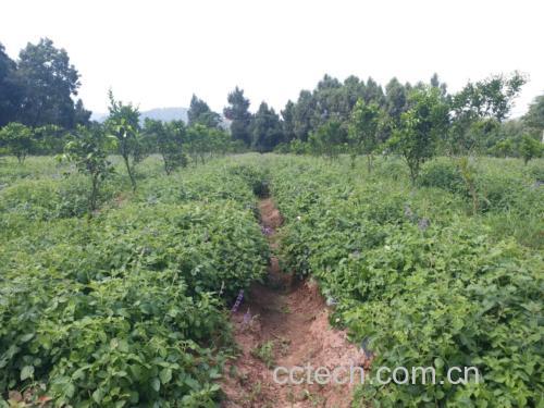 北柴胡与丹参的田间种植实景图