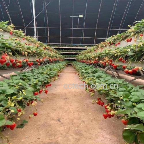 草莓种植大棚实景