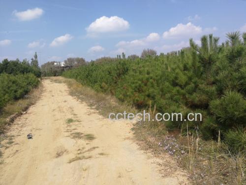 油松林实景与提取物粉末对比图