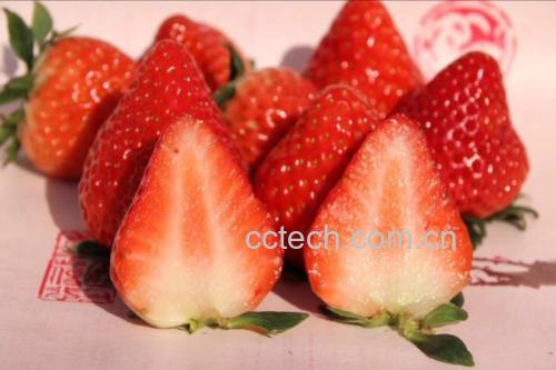 成熟四季奶油草莓果实剖面图