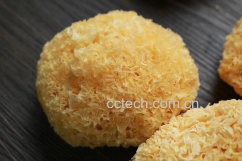 厨房中正在泡发的丑耳特写
