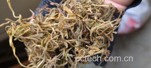 金线莲泡茶图