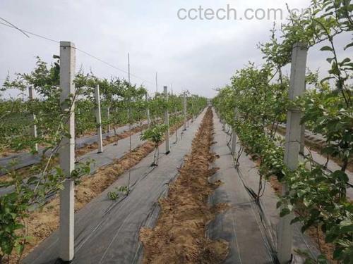 毛花猕猴桃人工种植基地航拍图
