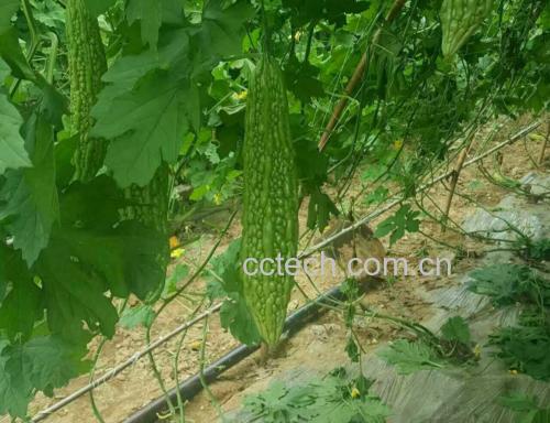 苦瓜植株及其根系