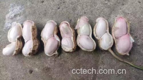 煮花生与生花生对比图