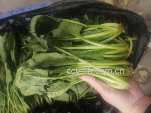 菠菜与松茸食材对比图