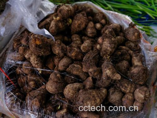 农家菜市场摊位上的新鲜芋头陈列