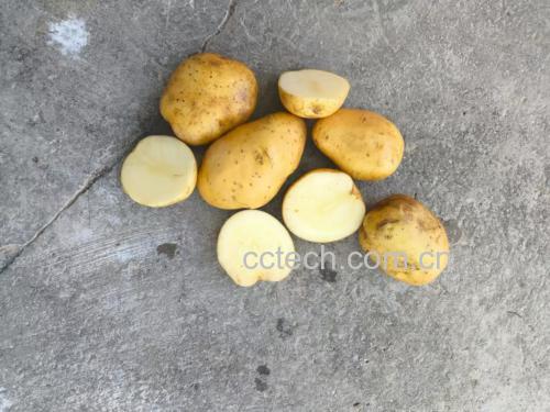 削皮和切除芽眼的土豆操作图