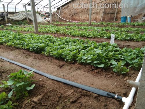 拔丝红薯原材料及处理过程