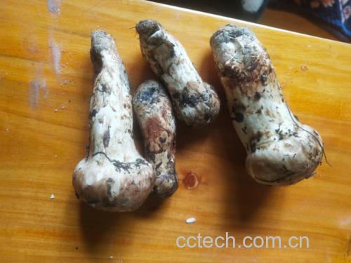 蘑菇、洋葱与红椒炒制前的食材准备