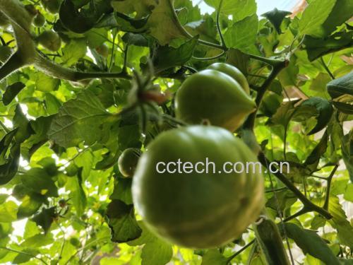 铁皮西红柿在果篮中展示的场景图