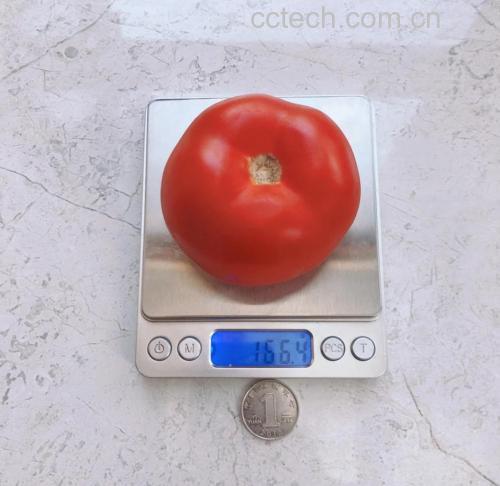 不同大小西红柿对比图
