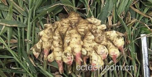 大黄姜原生态植株与根茎特写