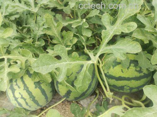 美都西瓜与甘美西瓜植株及果实对比图