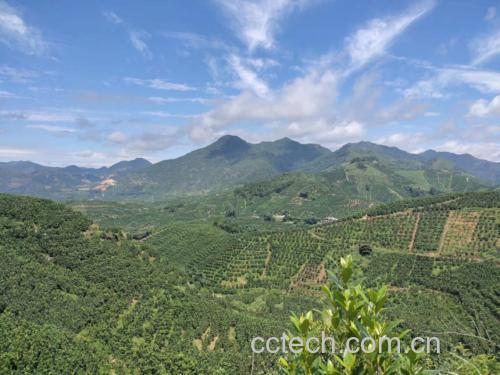 崇义县高山生态脐橙园航拍图