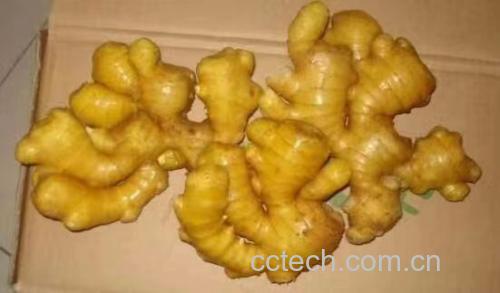 生姜片与米醋泡制的姜醋
