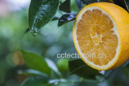 纽荷尔脐橙果皮再利用示意图