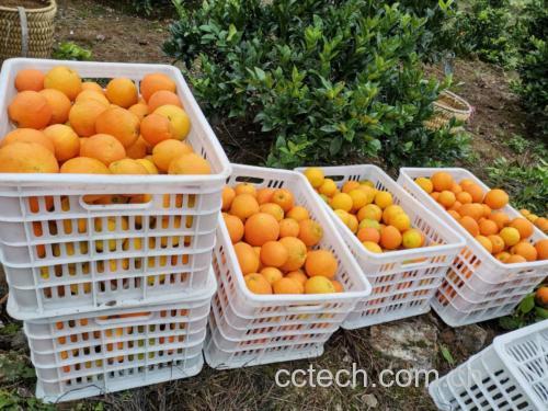 纽荷尔脐橙外观展示